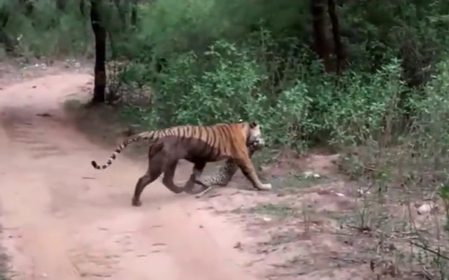 Ảnh cắt từ clip.