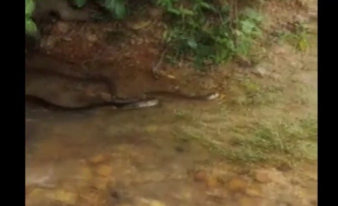 Ảnh cắt từ clip.