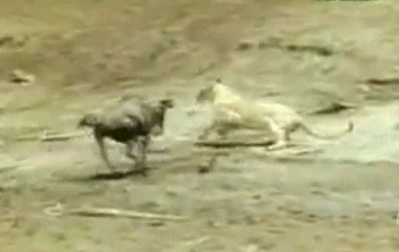 Ảnh cắt từ clip.