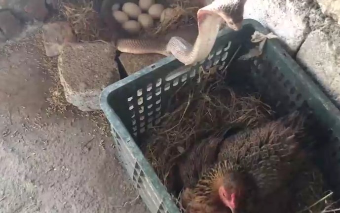 Ảnh cắt từ clip.