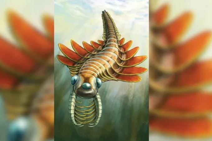 Mosura fentoni là loài động vật ăn thịt nhỏ bé dưới đại dương trông hơi giống loài bướm đêm.