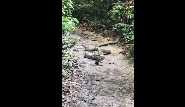 Ảnh cắt từ clip.