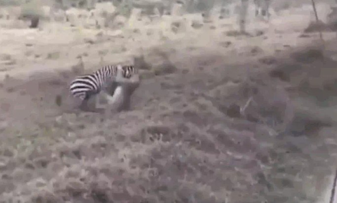 Ảnh cắt từ clip.