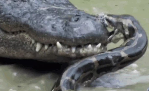 Ảnh cắt từ clip.