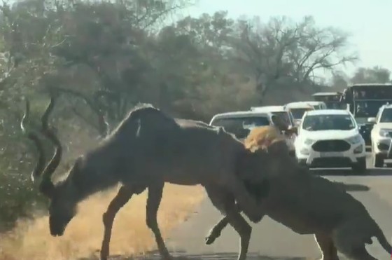 Ảnh cắt từ clip.