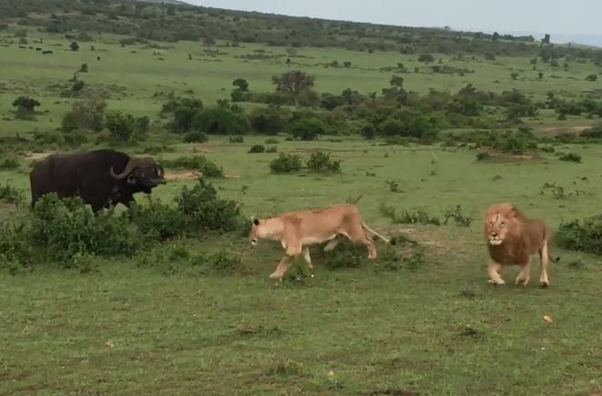 Trâu rừng đuổi sư tử.