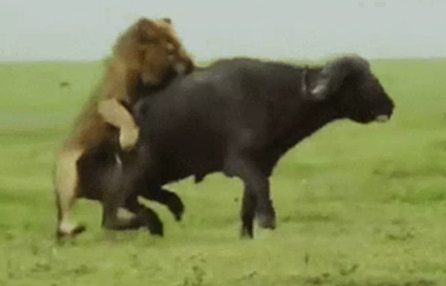 Ảnh cắt từ clip.