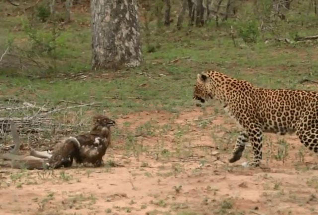 Ảnh cắt từ clip.