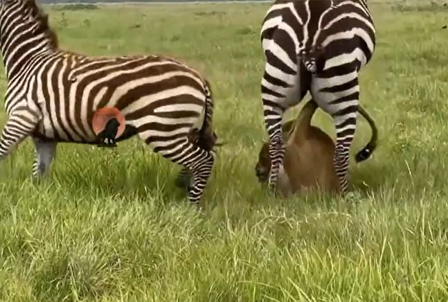 Ảnh cắt từ clip.