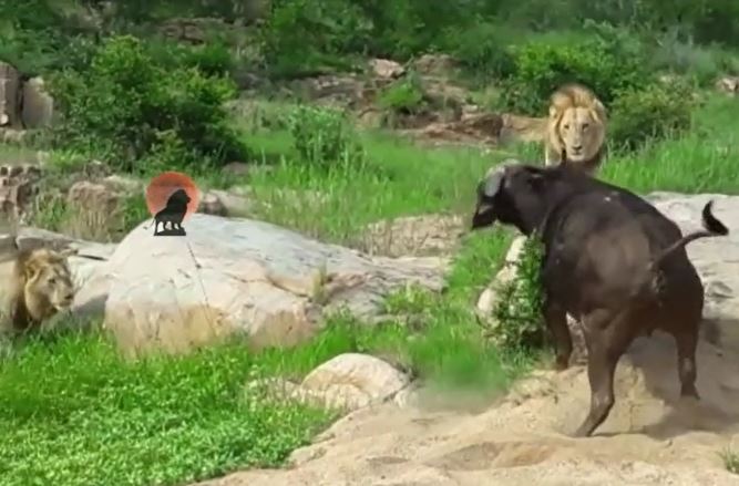 Ảnh cắt từ clip.