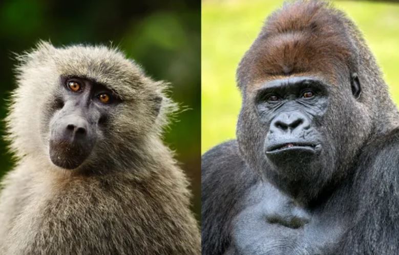 Thoạt nhìn, những con khỉ như loài khỉ đầu chó này (trái) có vẻ giống với loài vượn như loài khỉ đột này (phải), nhưng các chuyên gia giải thích rằng hai nhóm này rất khác nhau. Ảnh: Getty.