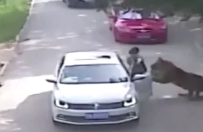 Ảnh cắt từ clip.