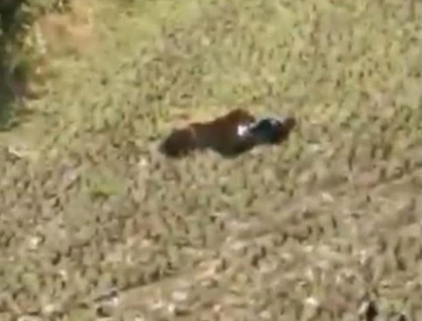 Ảnh cắt từ clip.