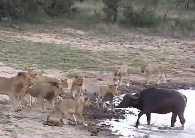 Trâu rừng cố thủ khi bị bầy sư tử bao vây.