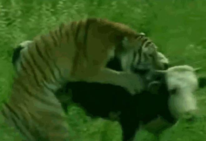 Ảnh cắt từ clip.