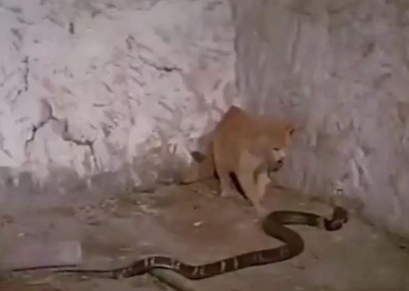 Ảnh cắt từ clip.