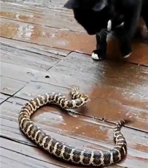 Ảnh cắt từ clip.