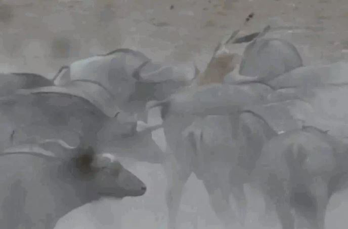 Ảnh cắt từ clip.