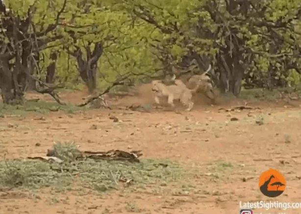 Ảnh cắt từ clip.