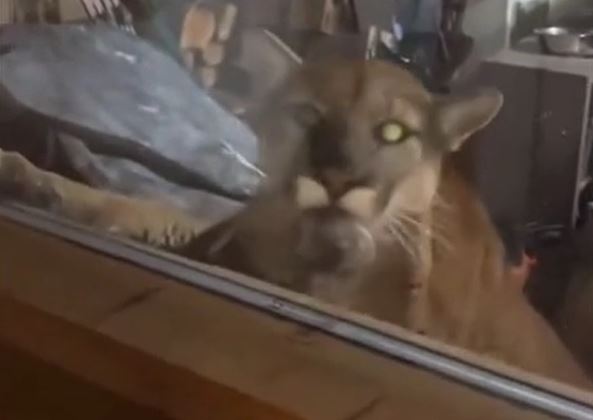 Ảnh cắt từ clip.