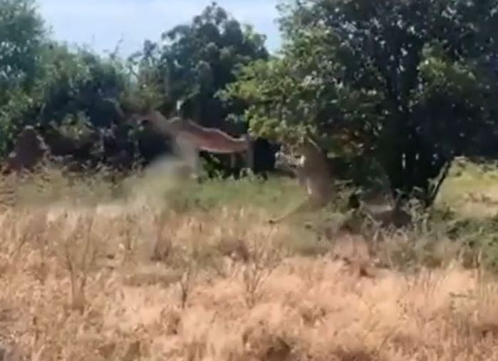 Ảnh cắt từ clip.