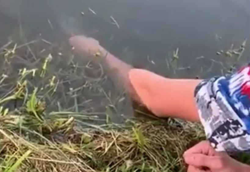 Ảnh cắt từ clip.