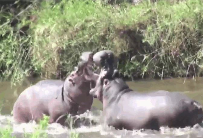 Ảnh cắt từ clip.