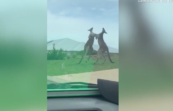 Ảnh cắt từ clip.