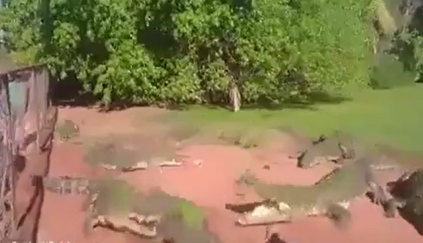 Ảnh cắt từ clip.