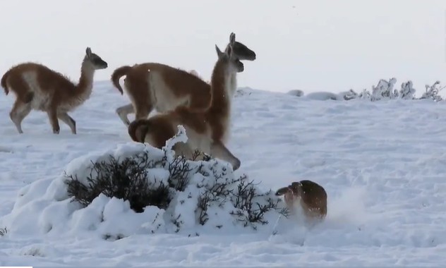 Ảnh cắt từ clip.