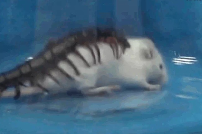 Ảnh cắt từ clip.