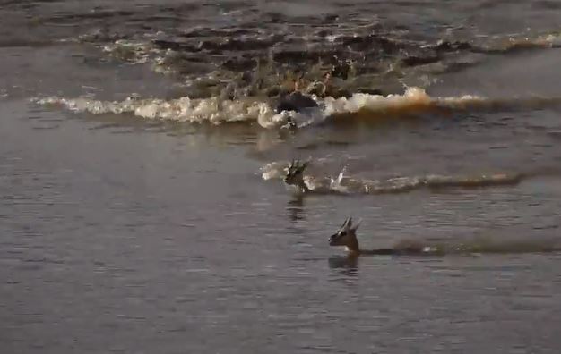 Cá sấu đoạt mạng linh dương.