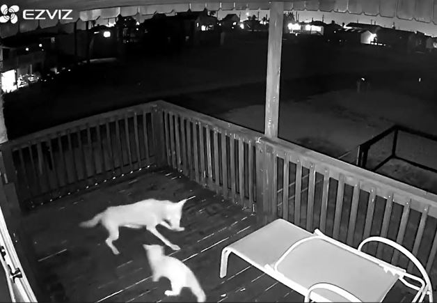 Ảnh cắt từ clip.