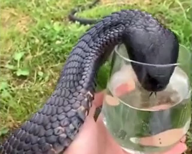 Ảnh cắt từ clip.