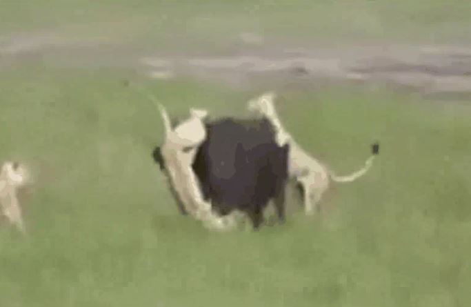 Ảnh cắt từ clip.