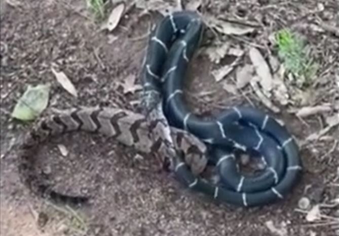 Ảnh cắt từ clip.