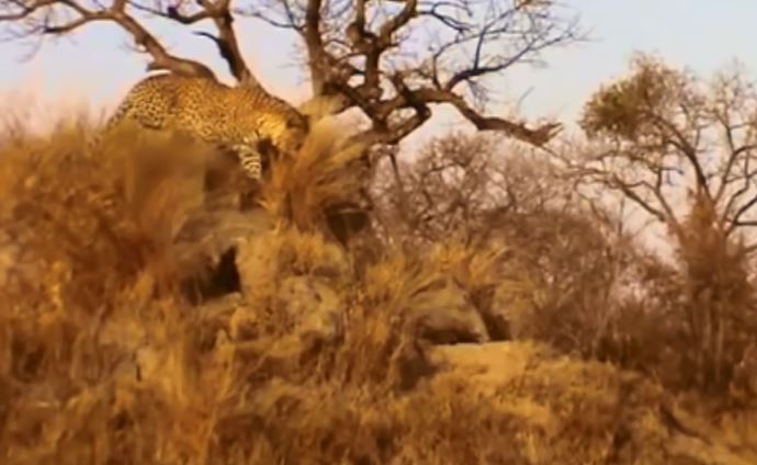 Báo hoa mai săn lợn bướu.