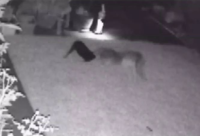 Ảnh cắt từ clip.