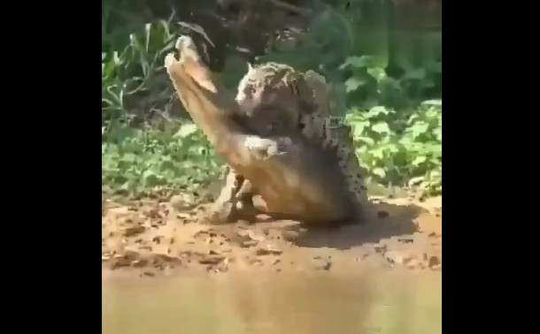 Ảnh cắt từ clip.