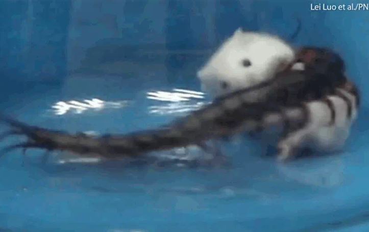 Ảnh cắt từ clip.