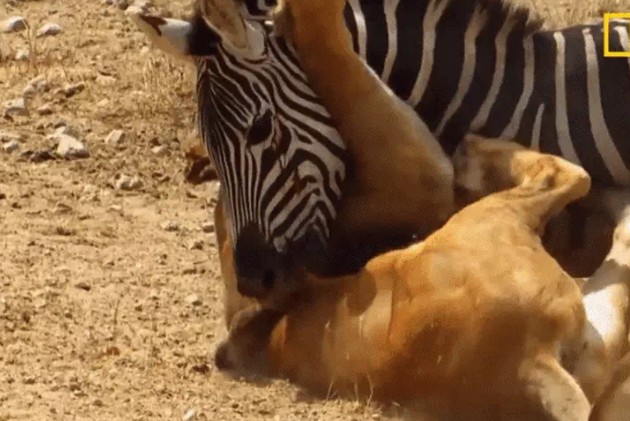 Ảnh cắt từ clip.