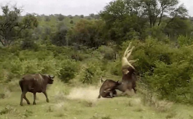 Ảnh cắt từ clip.