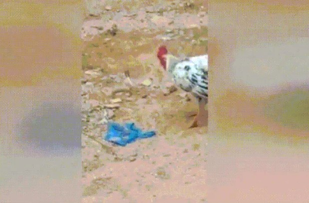 Ảnh cắt từ clip.