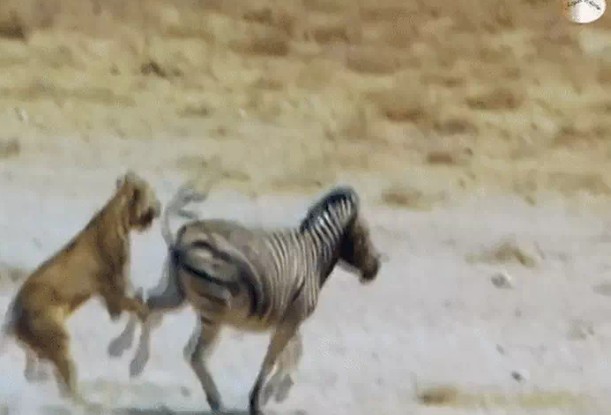 Ảnh cắt từ clip.