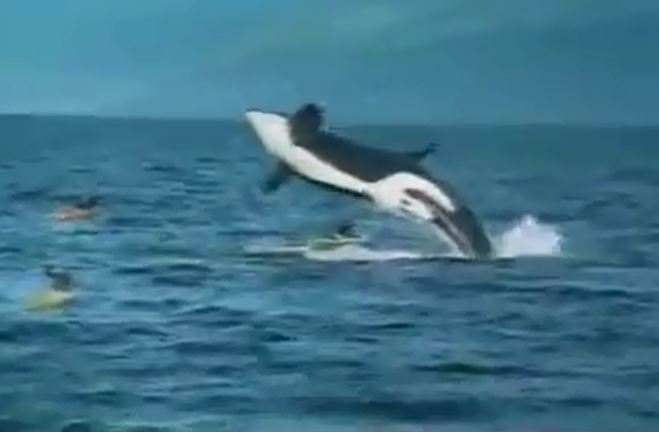 Ảnh cắt từ clip.