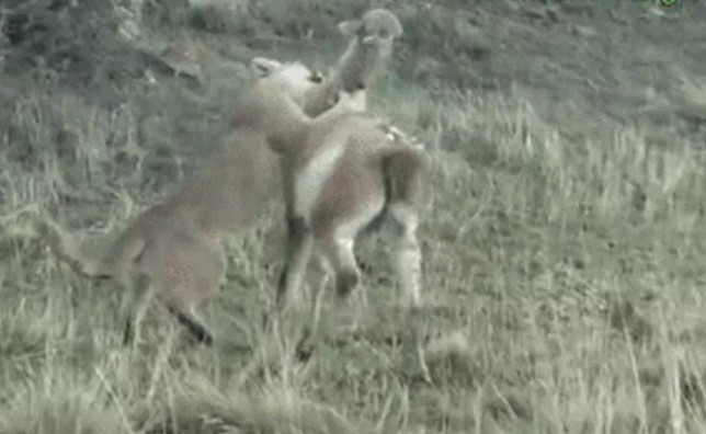 Ảnh cắt từ clip.