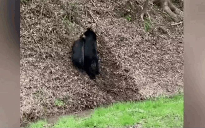 Ảnh cắt từ clip.