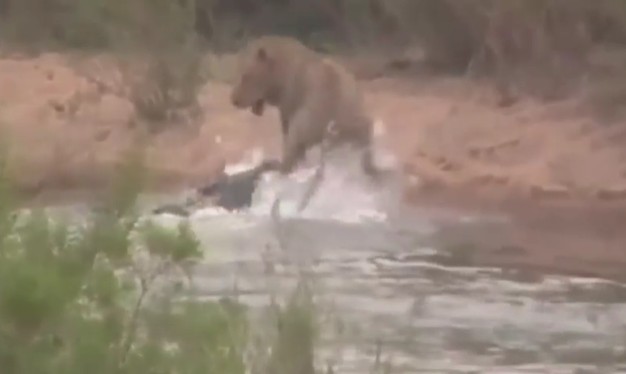 Ảnh cắt từ clip.