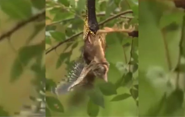 Ảnh cắt từ clip.