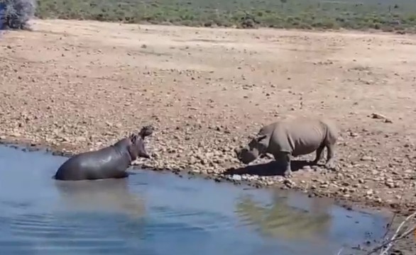 Ảnh cắt từ clip.